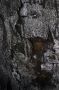 10VolcanoNP - 89 * Thurston Lava Tube (Nahuku)